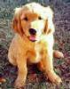 dog - (file photo)