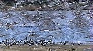 birds 'biomass'