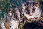 possums