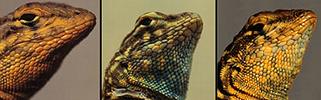 "Lizard Evolution"