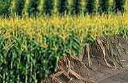 diseased cornfield