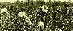 Picking cotton