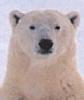 Whitebear - NNN commentator